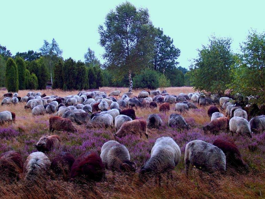 Landgasthof Heidetal Betzendorf Kültér fotó